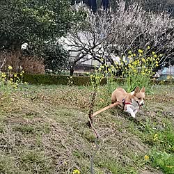 いぬのいる暮らし/散歩道/コーギーのいる暮らし/田舎の生活のインテリア実例 - 2024-05-01 16:38:55