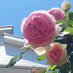 部屋全体/私の癒し/ピエールドゥロンサール/薔薇のある暮らし/5月の庭...などのインテリア実例 - 2024-05-15 12:42:53