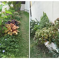 玄関/入り口/植物/庭/ガーデニングのインテリア実例 - 2016-05-22 09:56:37