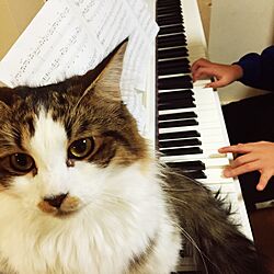 部屋全体/電子ピアノ/ねこのいる日常/猫との生活/猫のインテリア実例 - 2015-12-14 19:13:32