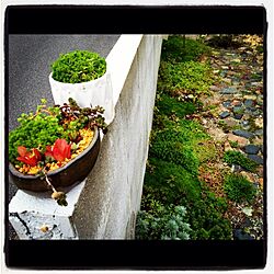 玄関/入り口/植物のインテリア実例 - 2012-10-22 19:31:53