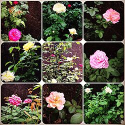 壁/天井/デルパール/FGローズ/薔薇/庭の花壇のインテリア実例 - 2015-09-13 10:07:00