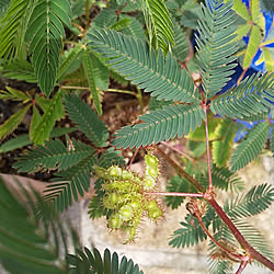 玄関/入り口/観葉植物/こどもと暮らす/おじぎ草の花/こんな花が咲いたよ...などのインテリア実例 - 2021-08-27 11:11:29