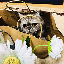 紙袋の中でも可愛い♡/猫スペース/ネコだいすき♡/猫との暮らし/リビングのインテリア実例 - 2020-04-04 11:32:41