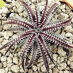 @s-tillandsia/Dyckia/NO GREEN NO LIFE/ディッキア/s-Tillandsiaのインテリア実例 - 2016-08-21 23:21:41