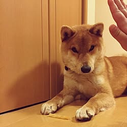 玄関/入り口/RCの出逢いに感謝✨/まて、、、/番犬/わんこ部...などのインテリア実例 - 2016-12-27 20:56:17