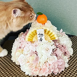 お正月の飾り/お正月アレンジ/お正月のお花/ねこのいる日常/猫...などのインテリア実例 - 2020-12-31 21:59:34