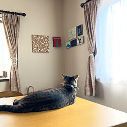 猫と暮らす家/無垢のテーブル/リビングのインテリア実例 - 2022-10-23 09:14:00