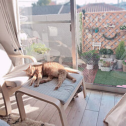 日向ぼっこ♡/ベランダガーデン/パーソナルチェア/窓辺の風景/窓辺の猫...などのインテリア実例 - 2021-12-06 16:04:35