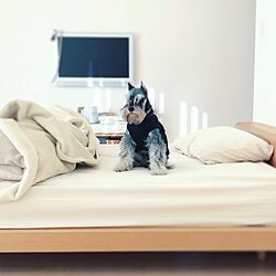 ベッド周り/犬と暮らす家/ナチュラル/一人暮らしのインテリア実例 - 2017-04-17 12:00:52
