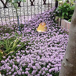 庭/ガーデン/ガーデン二ング/ガーデ二ング/手作りの庭のインテリア実例 - 2014-04-29 14:52:31