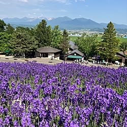 玄関/入り口/北海道/富良野ラベンダー/今日は晴れ☀/花のある暮らしのインテリア実例 - 2023-07-09 16:18:06