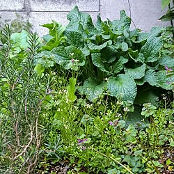 玄関/入り口/薬草菜園/薬草ガーデンコーディネーター/薬草仙人になる/野草とハーブと野菜の混植...などのインテリア実例 - 2024-03-20 10:25:58