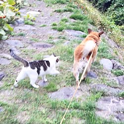 玄関/入り口/猫のいる暮らし/インテリアじゃなくてすみません/猫ばか/犬のいる暮らしのインテリア実例 - 2016-10-16 16:50:07