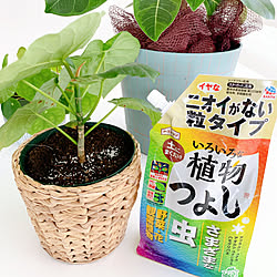 ガーデニング/植物のある暮らし/害虫対策/アースガーデン/いろいろな植物つよし...などのインテリア実例 - 2023-06-07 15:56:43