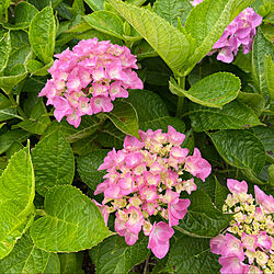 庭の花/お花のある暮らし/庭/朝/ピンク色...などのインテリア実例 - 2021-05-25 08:50:38