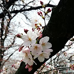 玄関/入り口/桜/お花見/インテリアじゃなくてすみませんのインテリア実例 - 2016-03-30 14:52:21