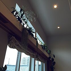壁/天井/多肉植物/観葉植物のインテリア実例 - 2016-03-19 09:44:57
