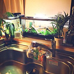 キッチン/水槽/植物のインテリア実例 - 2013-02-21 12:36:26