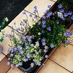 玄関/入り口/はじめまして♪/観葉植物に癒やされてます✮/瑠璃雛菊 Blue daisyのインテリア実例 - 2016-04-24 19:00:08