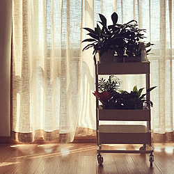 ニッセン/観葉植物/IKEA/ベッド周りのインテリア実例 - 2019-03-14 16:55:41