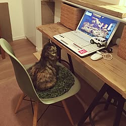 パソコン/猫との生活/IKEA/猫/ねこ...などのインテリア実例 - 2016-03-06 20:16:02