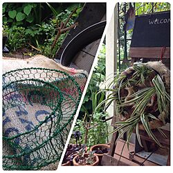 ガーデニング/Garden*/植物/季節のリース/DIY...などのインテリア実例 - 2016-06-04 18:23:22
