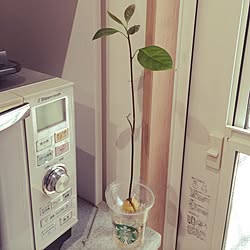 キッチン/ジャストフィット‼/スタバ容器再利用/アボガド水栽培/観葉植物のインテリア実例 - 2016-03-06 15:37:29