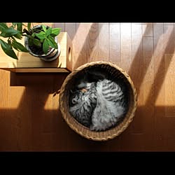 洗濯かご/古道具/和/パキラ/猫...などのインテリア実例 - 2015-04-18 13:04:42