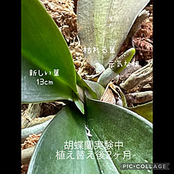 胡蝶蘭観察日記/胡蝶蘭植え替え/盛夏/逢/植物のある暮らし...などのインテリア実例 - 2022-08-03 15:25:19