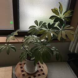 部屋全体/日替わり投稿企画!木曜日/植物/観葉植物のインテリア実例 - 2017-06-01 19:14:03