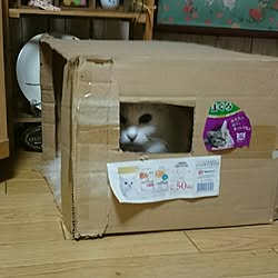 猫/段ボールが…のインテリア実例 - 2015-03-12 15:54:22