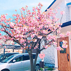 桜満開/外壁/YKK玄関ドア/植物で癒されます✨/玄関/入り口のインテリア実例 - 2019-04-18 18:31:13
