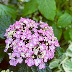 挿し木成功♡/大雨に気をつけて/コンペイトウ紫陽花/額紫陽花/うず紫陽花...などのインテリア実例 - 2023-06-02 10:34:47