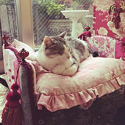 ベッド周り/猫のいる部屋/猫/猫あるあるです/猫ベッドDIY...などのインテリア実例 - 2015-08-14 12:24:19
