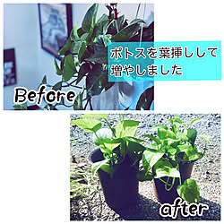 なんとかしたい/コバエ対策/ポトス増やし中/ポトス/観葉植物のある暮らしのインテリア実例 - 2022-09-05 08:51:50