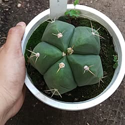 秀香縁/観葉植物/花/植物/サボテン...などのインテリア実例 - 2016-05-03 09:09:20