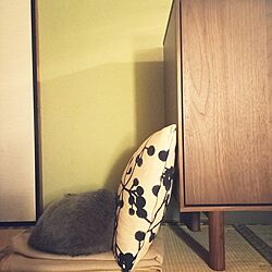 猫と暮らす家/和室/ねこと暮らすのインテリア実例 - 2023-04-04 21:58:32