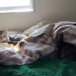 ベッド周り/猫2匹居てます♡のインテリア実例 - 2017-05-29 22:16:03