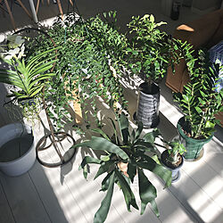 増え続けるグリーン/植物のある暮らし/日光浴/リビングのインテリア実例 - 2019-02-18 08:47:15