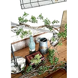 棚/植物のある暮らし/インスタnanako775plant/outletCHEERS/いなざうるす屋さん...などのインテリア実例 - 2016-03-17 06:52:21