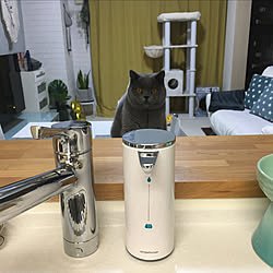 simplehuman/センサーポンプソープディスペンサー/おうち見直しキャンペーン/ブリティッシュショートヘア/ラム♡...などのインテリア実例 - 2022-01-23 17:58:27