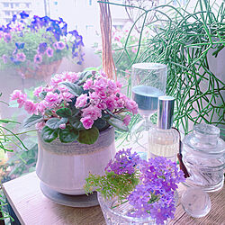 お花/お花のある暮らし/セントポーリア/minneやってます/グリーンのある生活...などのインテリア実例 - 2022-05-20 19:02:03