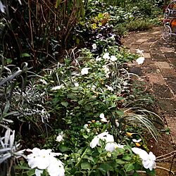 白い花/挿木で増やしたインパチェンス/ガーデニング/手作りの庭/冬支度...などのインテリア実例 - 2016-11-04 22:32:52
