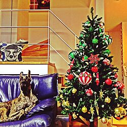 クリスマス/愛犬のインテリア実例 - 2015-11-15 21:12:47