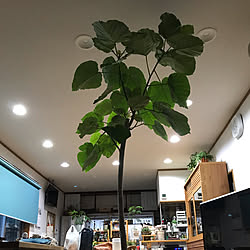 ひとめ惚れ♡/観葉植物のある暮らし/新しいお店に行って来ました。シリーズ/部屋全体のインテリア実例 - 2021-08-02 22:18:05