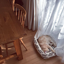 unico ダイニングテーブル/nekonomamaさんの猫ベッド/いつもいいねやコメありがとうございます♡/いいねの押し逃げごめんなさい/ねこ部...などのインテリア実例 - 2019-11-17 14:26:42
