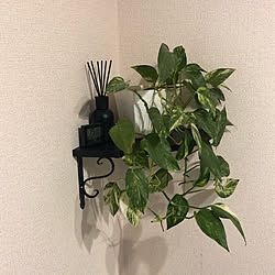 観葉植物/100均/DIY/ダイソー/モノトーン...などのインテリア実例 - 2020-05-21 13:18:32