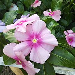 秋の気配✨/植物の成長記録/小さな花壇♡/集中できる時間/日日草...などのインテリア実例 - 2020-09-24 06:35:02