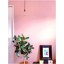 観葉植物のある暮らし/観葉植物のある部屋/観葉植物/2階の部屋/ピンクの壁紙...などのインテリア実例 - 2020-06-25 19:10:39